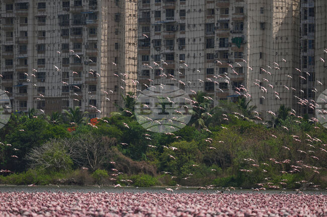 India Flamingoes
