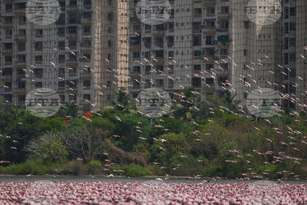 India Flamingoes