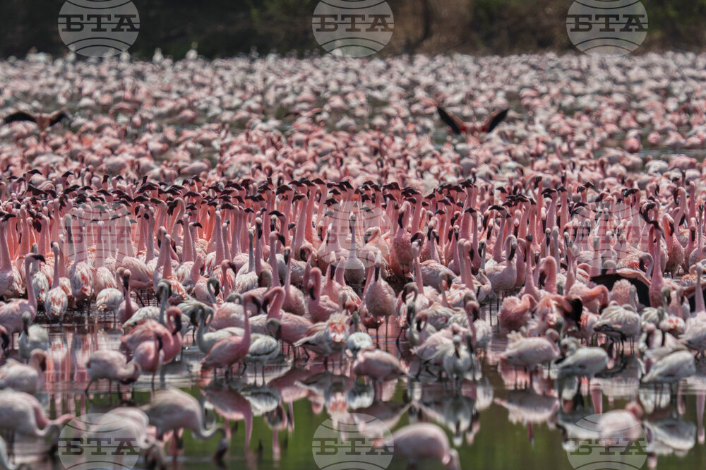 India Flamingoes