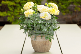 Gardening-Heat-Tolerant Flowers