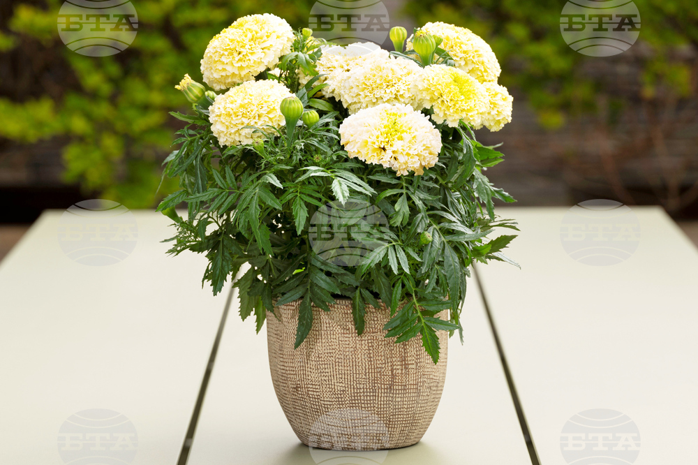 Gardening-Heat-Tolerant Flowers
