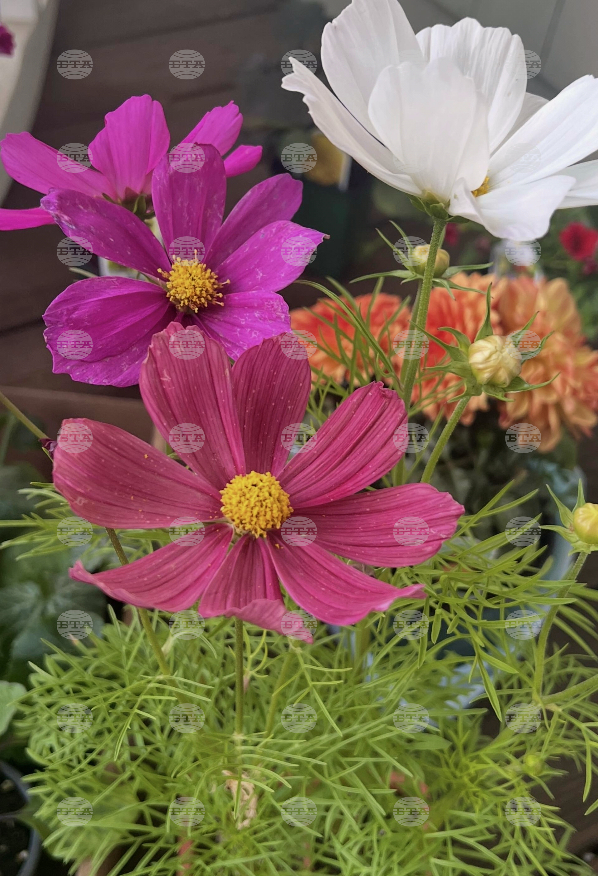 Gardening-Heat-Tolerant Flowers
