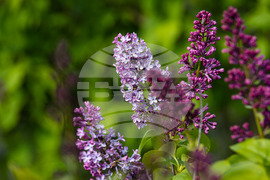 Бургас - люляк - цъфтеж