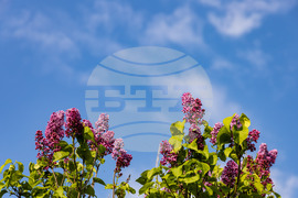 Бургас - люляк - цъфтеж