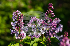 Бургас - люляк - цъфтеж