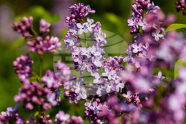 Бургас - люляк - цъфтеж