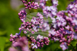 Бургас - люляк - цъфтеж