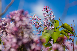 Бургас - люляк - цъфтеж