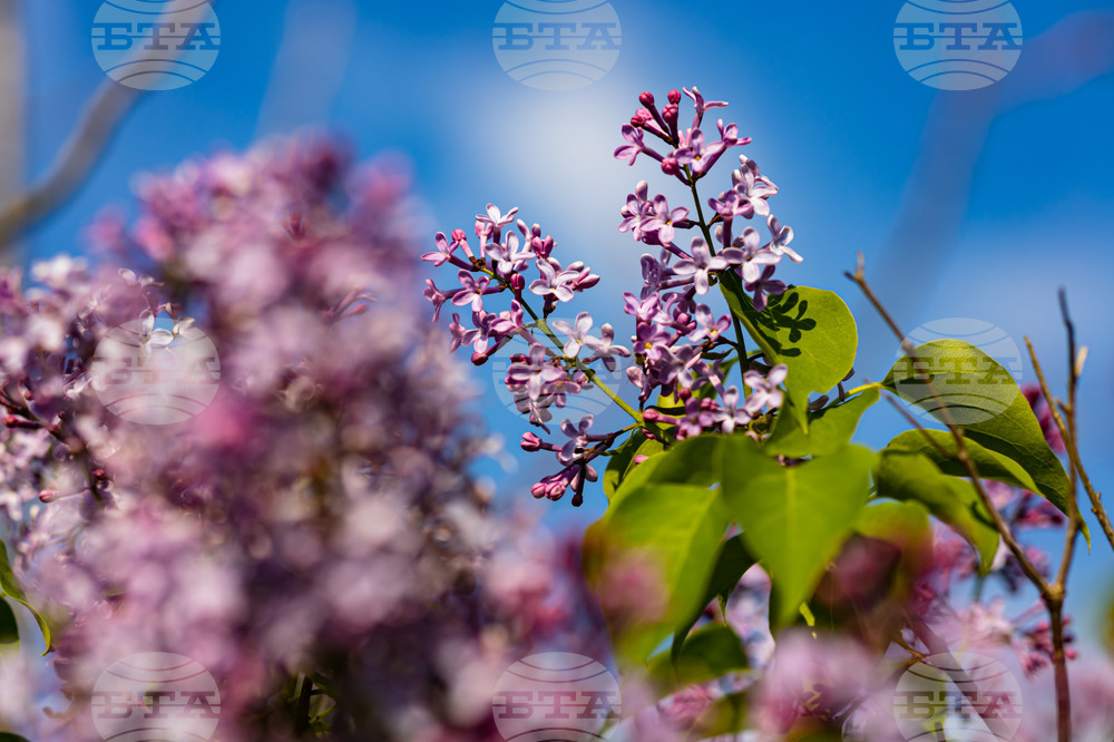 Бургас - люляк - цъфтеж