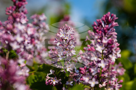 Бургас - люляк - цъфтеж