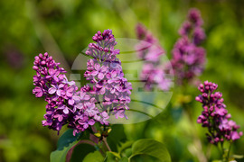 Бургас - люляк - цъфтеж