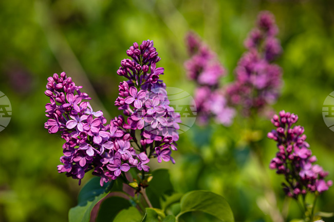 Бургас - люляк - цъфтеж