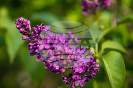 Бургас - люляк - цъфтеж