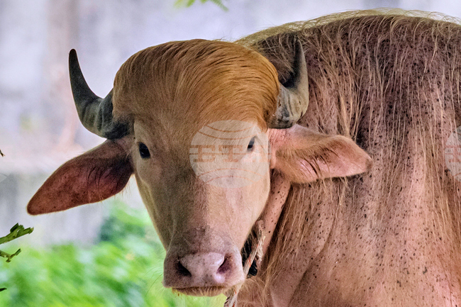 APTOPIX Bangladesh Buffalo Trump