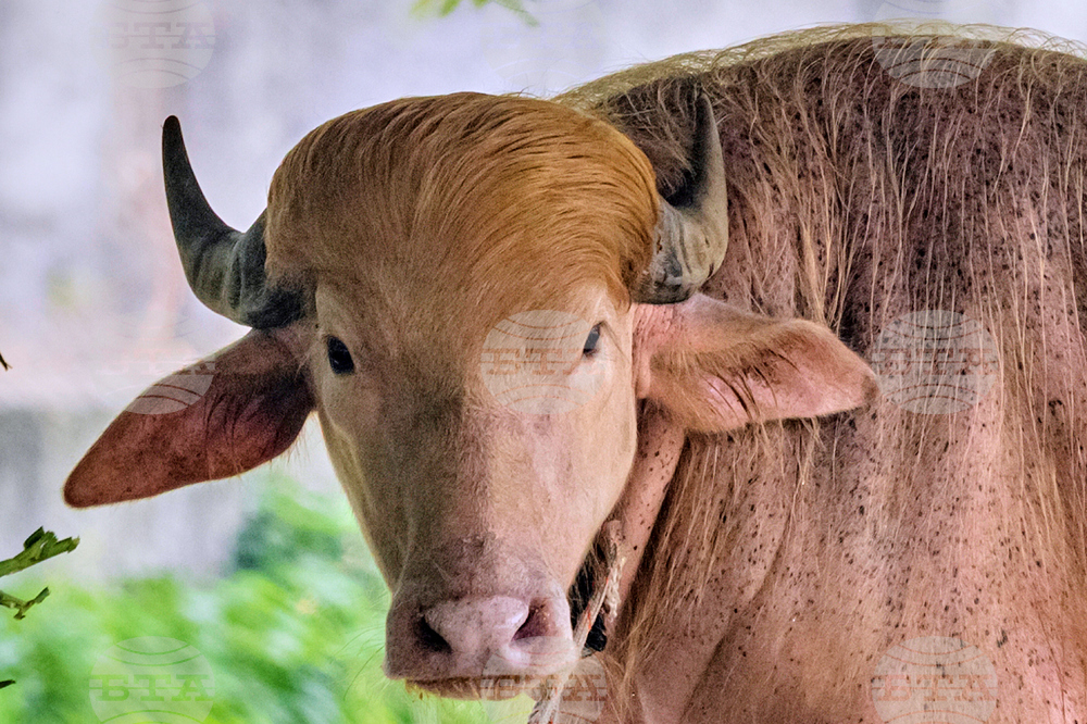 APTOPIX Bangladesh Buffalo Trump