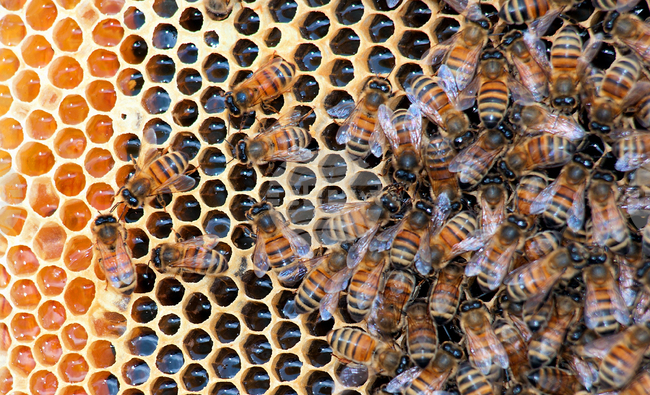 Worker Honeybees