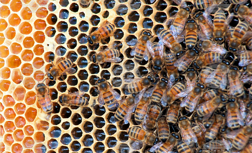 Worker Honeybees