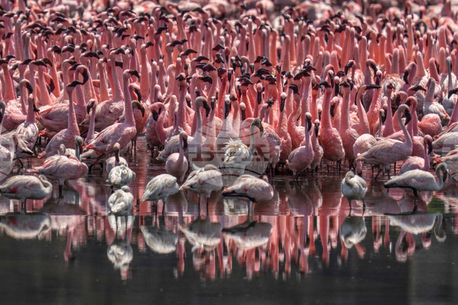 India Flamingoes