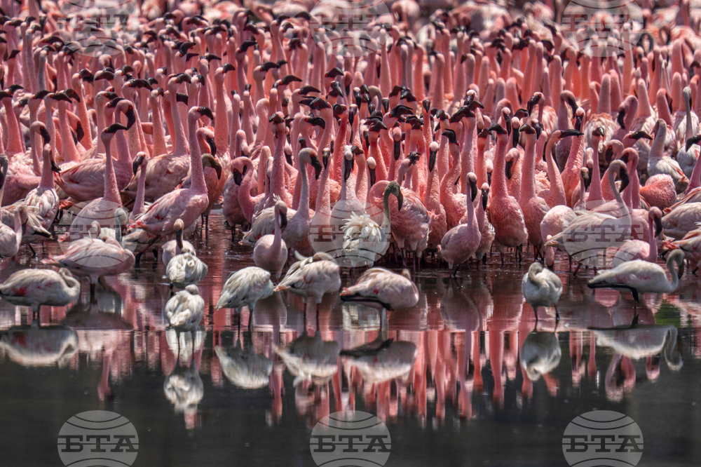 India Flamingoes