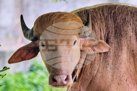 APTOPIX Bangladesh Buffalo Trump