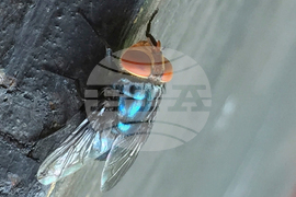 Screwworm Livestock