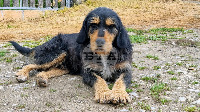 Lack of Microchips, European Pet Passports Identified as Most Common Violation among Dog Sellers in Bulgaria, International Study Shows