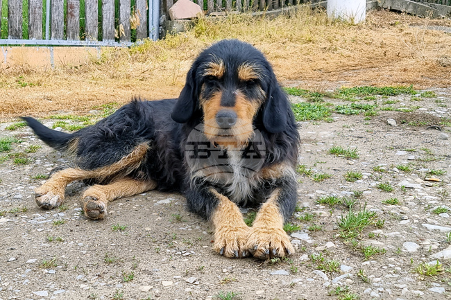 Lack of Microchips, European Pet Passports Identified as Most Common Violation among Dog Sellers in Bulgaria, International Study Shows