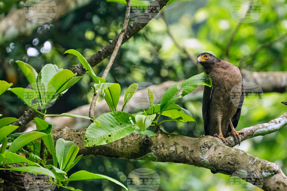 India Wildlife