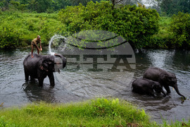 India Wildlife