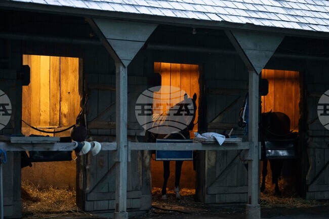 Belmont Stakes Horse Racing