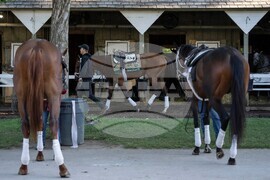 Belmont Stakes Horse Racing