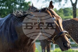 Belmont Stakes Horse Racing