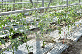 Пловдив - Национален Демо Център за дигитални решения в земеделието