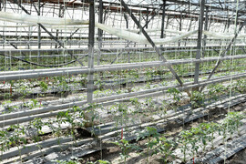 Пловдив - Национален Демо Център за дигитални решения в земеделието