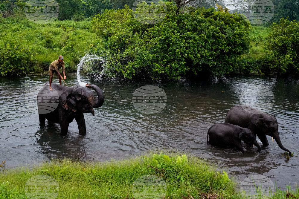 APTOPIX India Wildlife