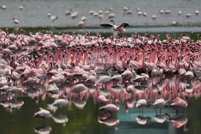 India Flamingoes