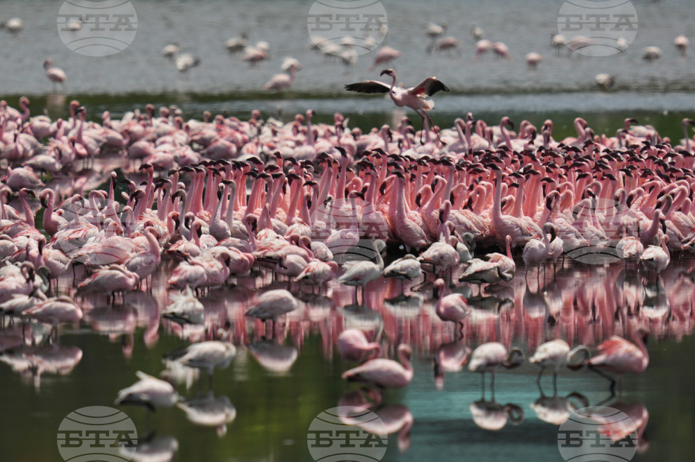 India Flamingoes