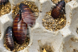 Australia Cockroaches Seized