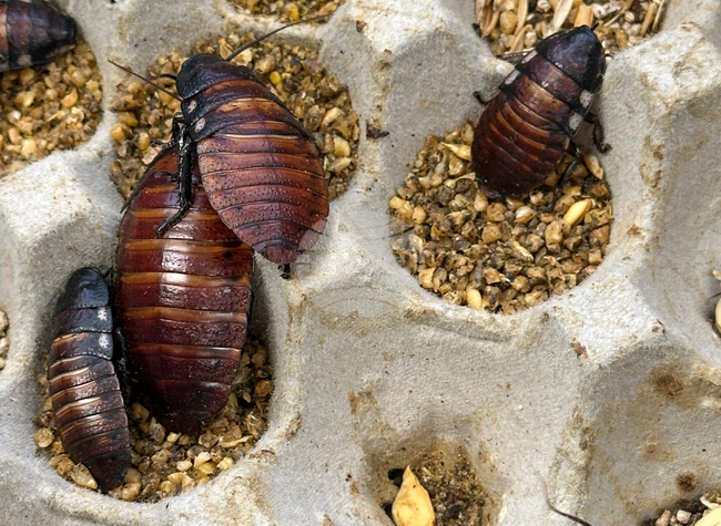 Australia Cockroaches Seized