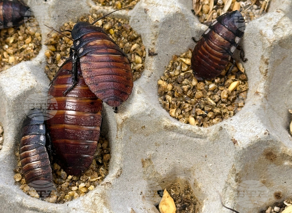 Australia Cockroaches Seized