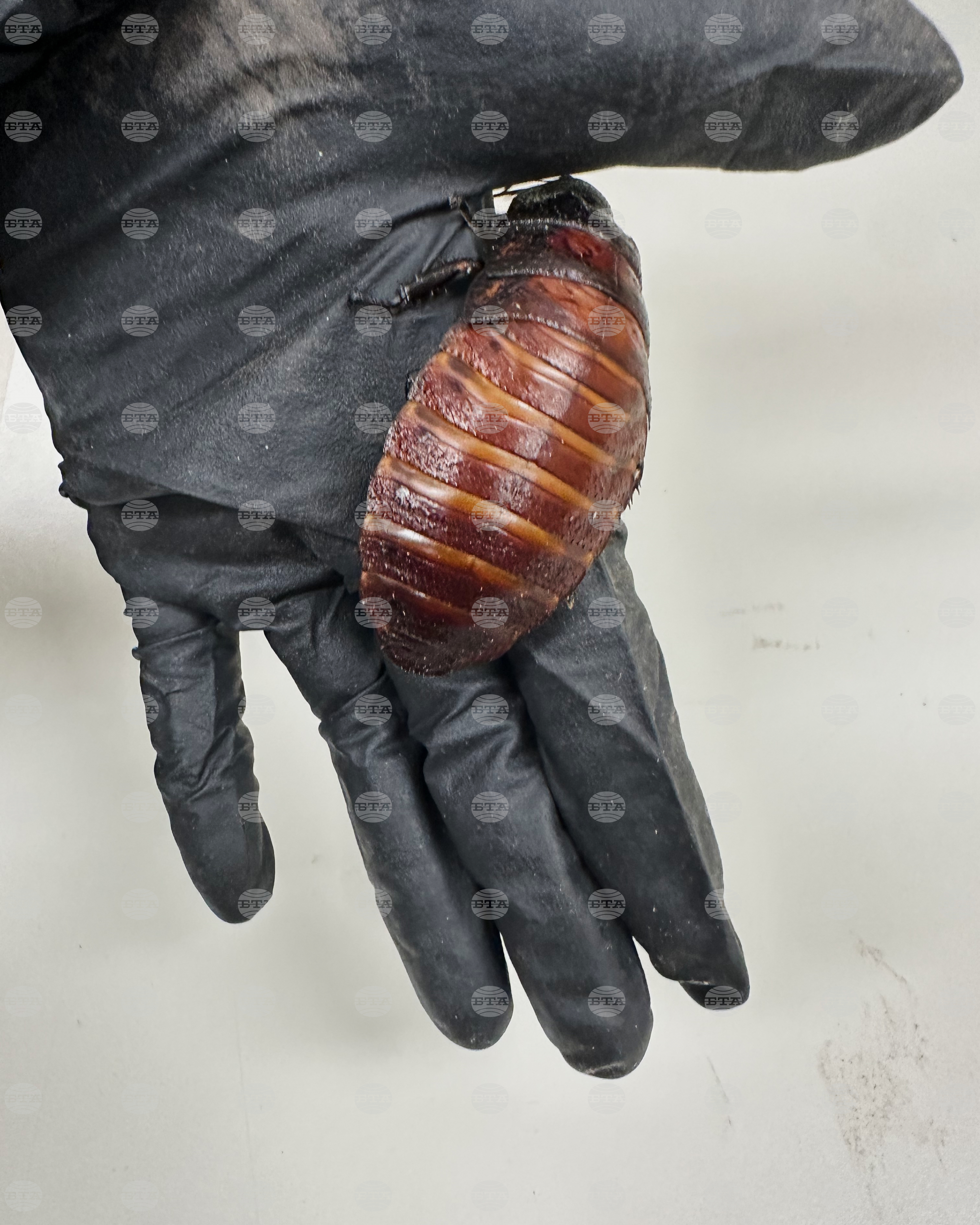 Australia Cockroaches Seized