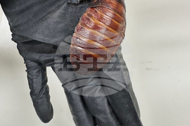 Australia Cockroaches Seized