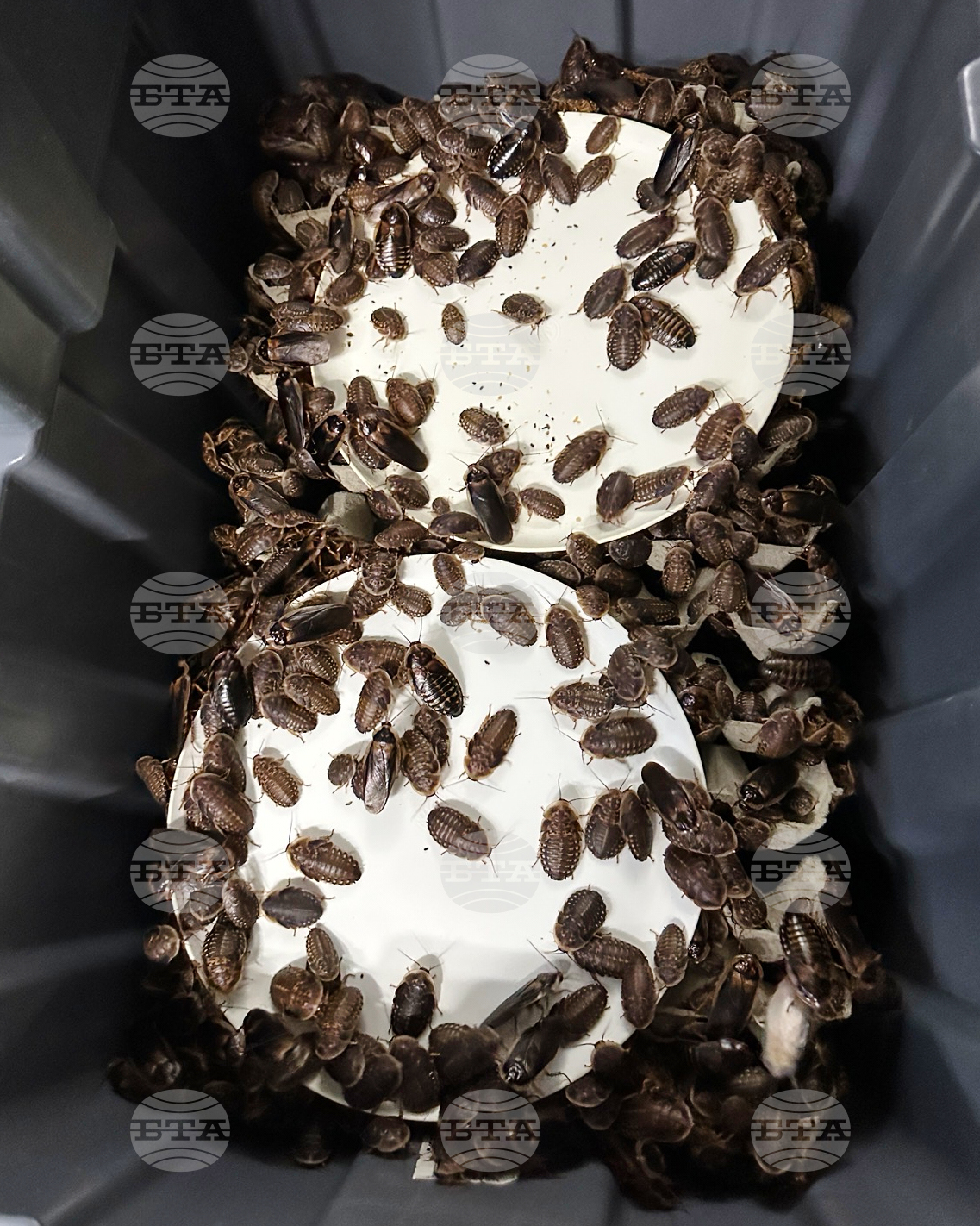 Australia Cockroaches Seized