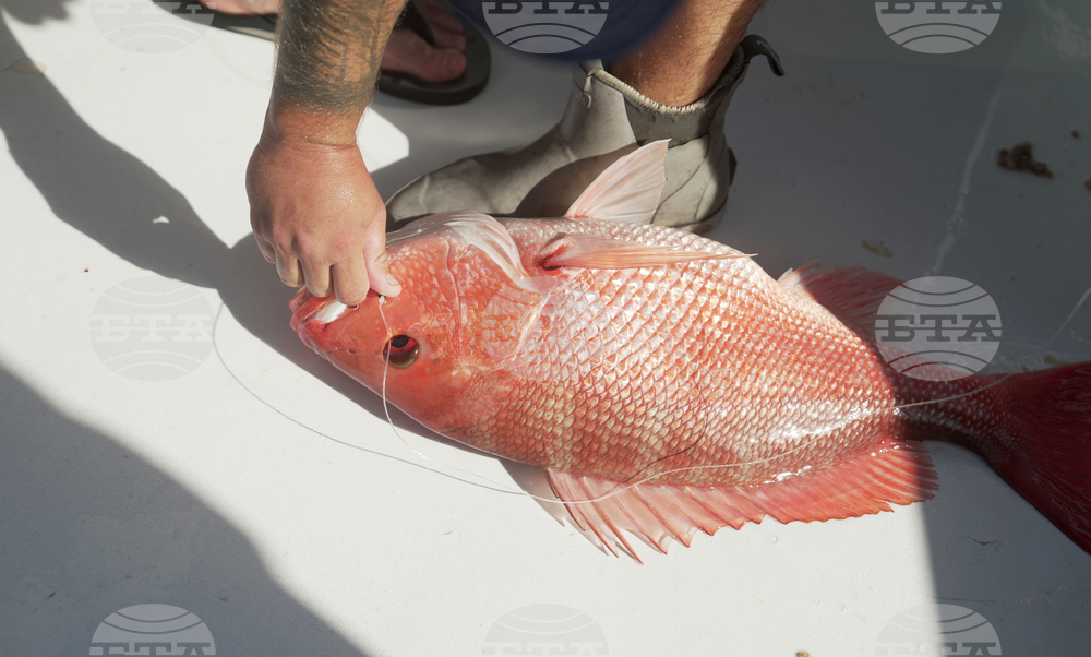 Oceans Fisheries Red Snapper Fight