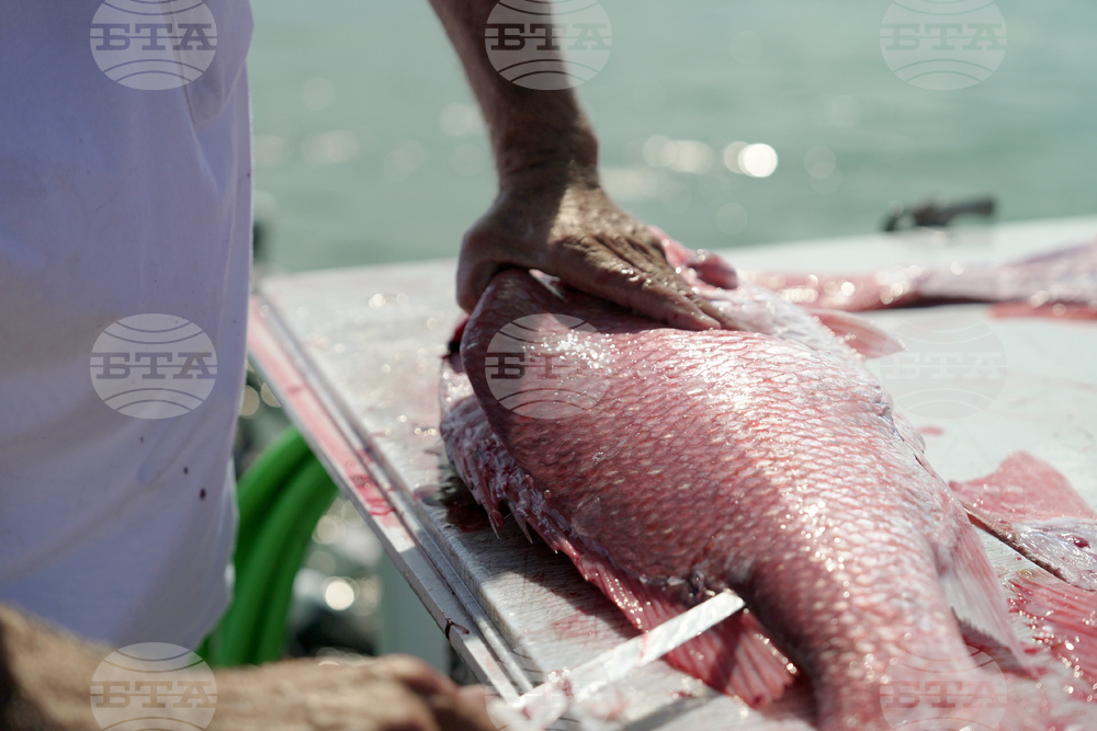 Oceans Fisheries Red Snapper Fight