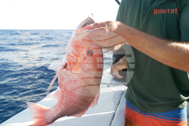 Oceans Fisheries Red Snapper Fight