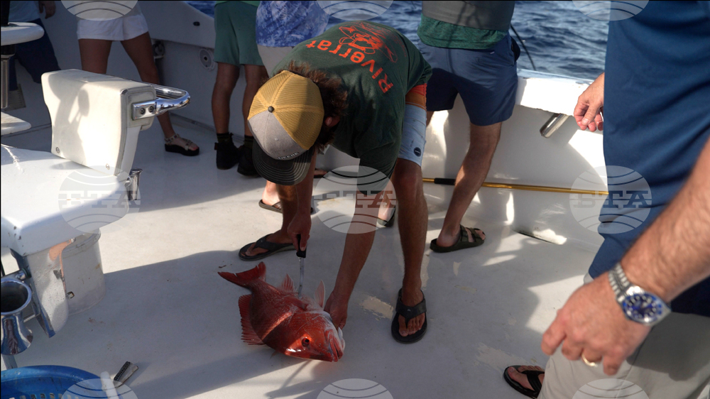 Oceans Fisheries Red Snapper Fight