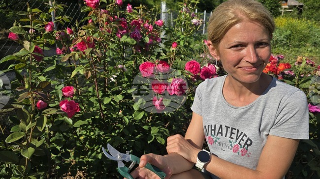 За три години ловчалийката Наталия Кушева е събрала над 150 вида рози, всяка със своя история