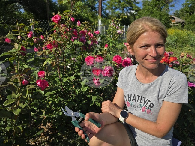 За три години ловчалийката Наталия Кушева е събрала над 150 вида рози, всяка със своя история
