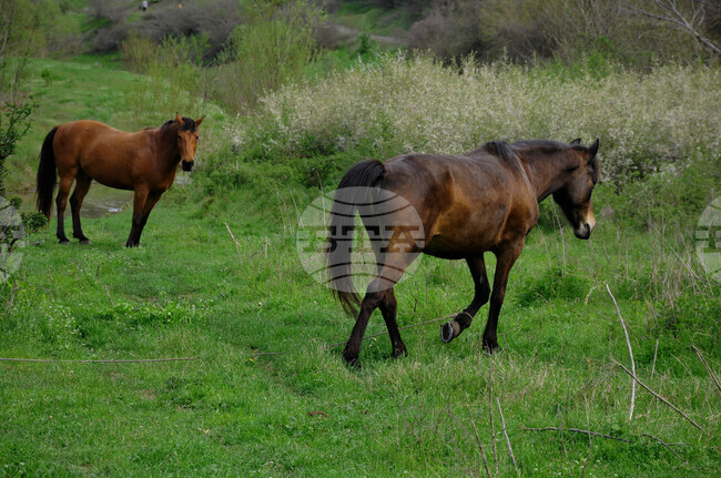 Странджа планина - пролет